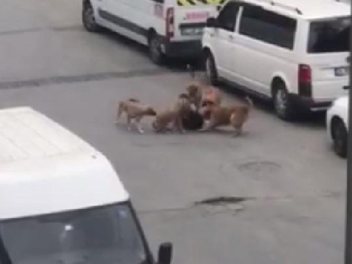 İstanbul'da k&ouml;pekler kadına saldırdı