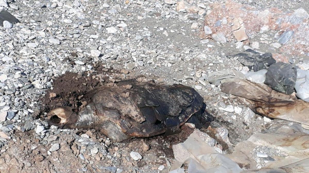 G&ouml;kova sahilinde &ouml;l&uuml; Caretta bulundu