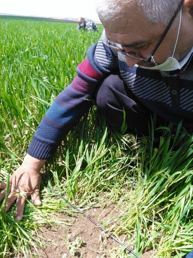 Süne ile mücadele başladı