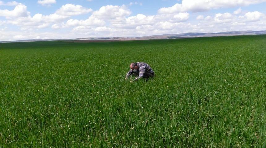 S&uuml;ne ile m&uuml;cadele başladı