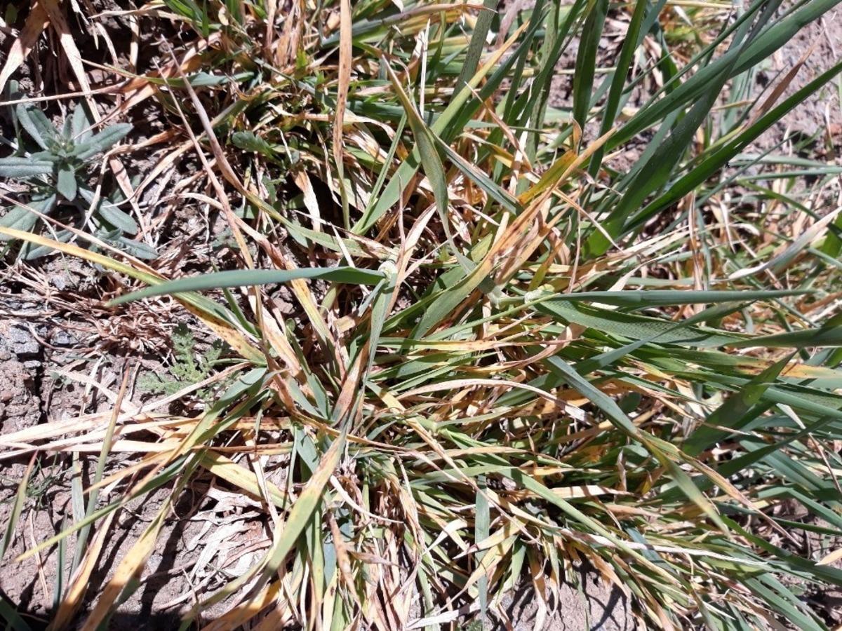 Kırşehir&rsquo;de, &lsquo;C&uuml;celik Vir&uuml;s&uuml;&rsquo; uyarısı