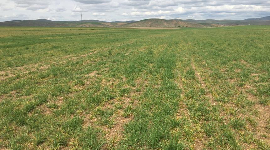 Kırşehir için ‘Cücelik Virüsü’ uyarısı