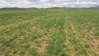 Kırşehir için ‘Cücelik Virüsü’ uyarısı