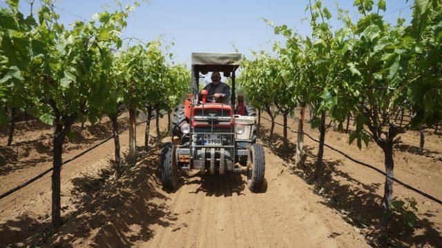 Sarıgöl bağlarında hummalı çalışma