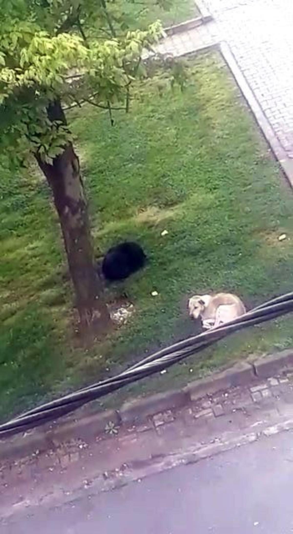 İşe giderken başıboş k&ouml;peklerin saldırısına uğradı