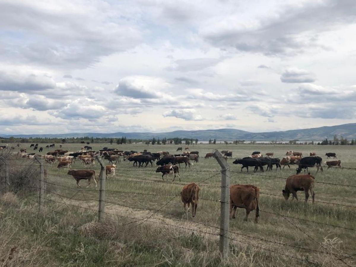 Amasya&rsquo;da Et&ccedil;i Buzağı Melezleme Projesi y&uuml;r&uuml;t&uuml;l&uuml;yor