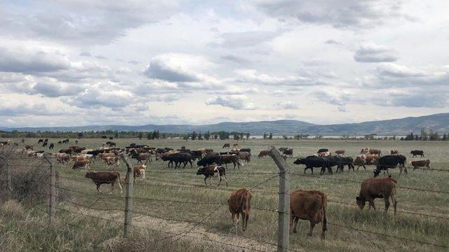 Amasya’da Etçi Buzağı Melezleme Projesi yürütülüyor