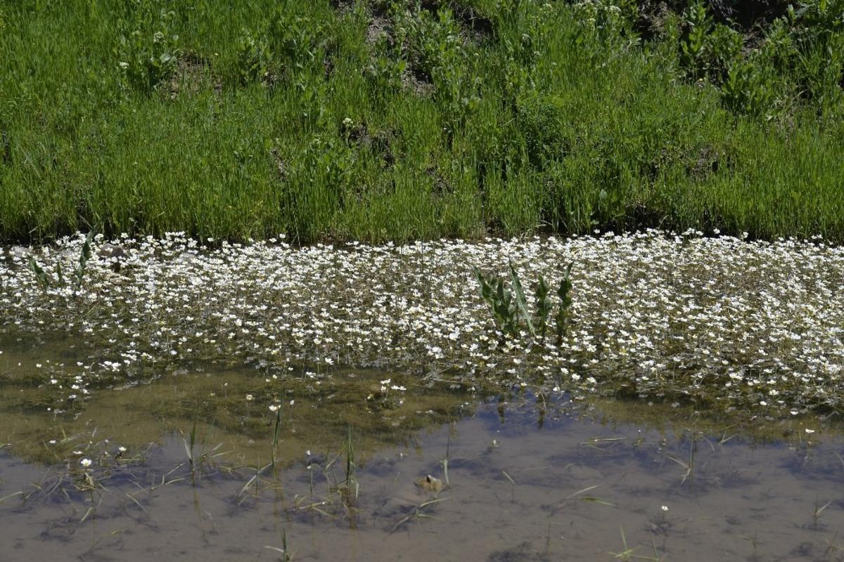 Muş Ovası&rsquo;ndaki &ccedil;i&ccedil;ekler g&ouml;kkuşağını andırıyor