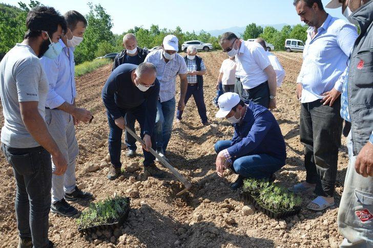 Niksar ekonomisi lavanta ile güçlenecek G1