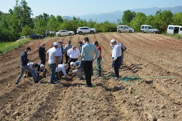 Niksar ekonomisi lavanta ile güçlenecek G2