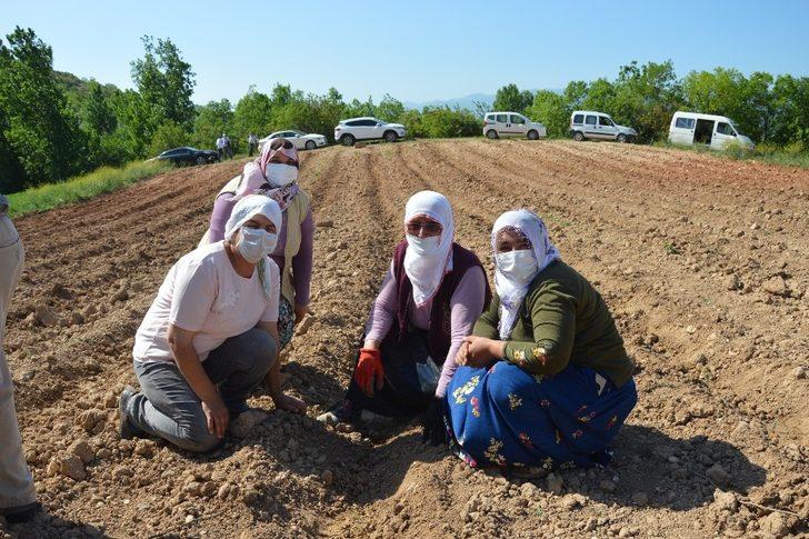 Niksar ekonomisi lavanta ile güçlenecek G3