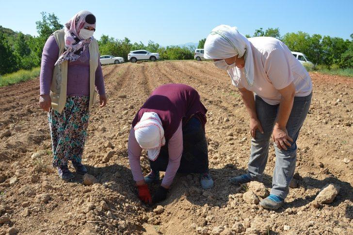 Niksar ekonomisi lavanta ile güçlenecek G4