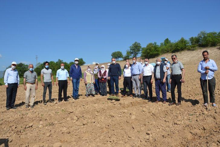 Niksar ekonomisi lavanta ile güçlenecek G5