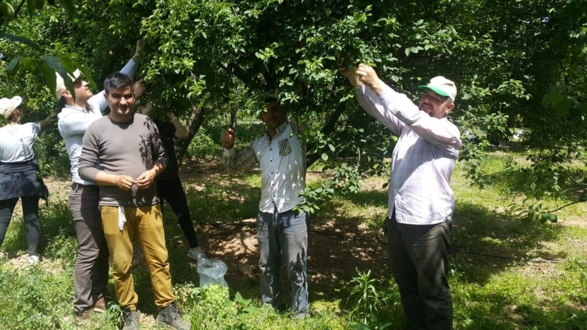K&ouml;şk Ziraat Odası, &ccedil;ift&ccedil;ilerin g&uuml;n&uuml;n&uuml; tarlada kutladı