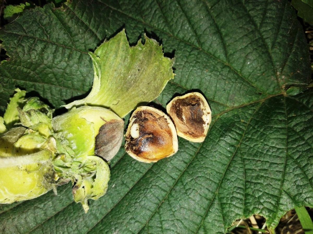 Fındık kurduyla m&uuml;cadele zamanı