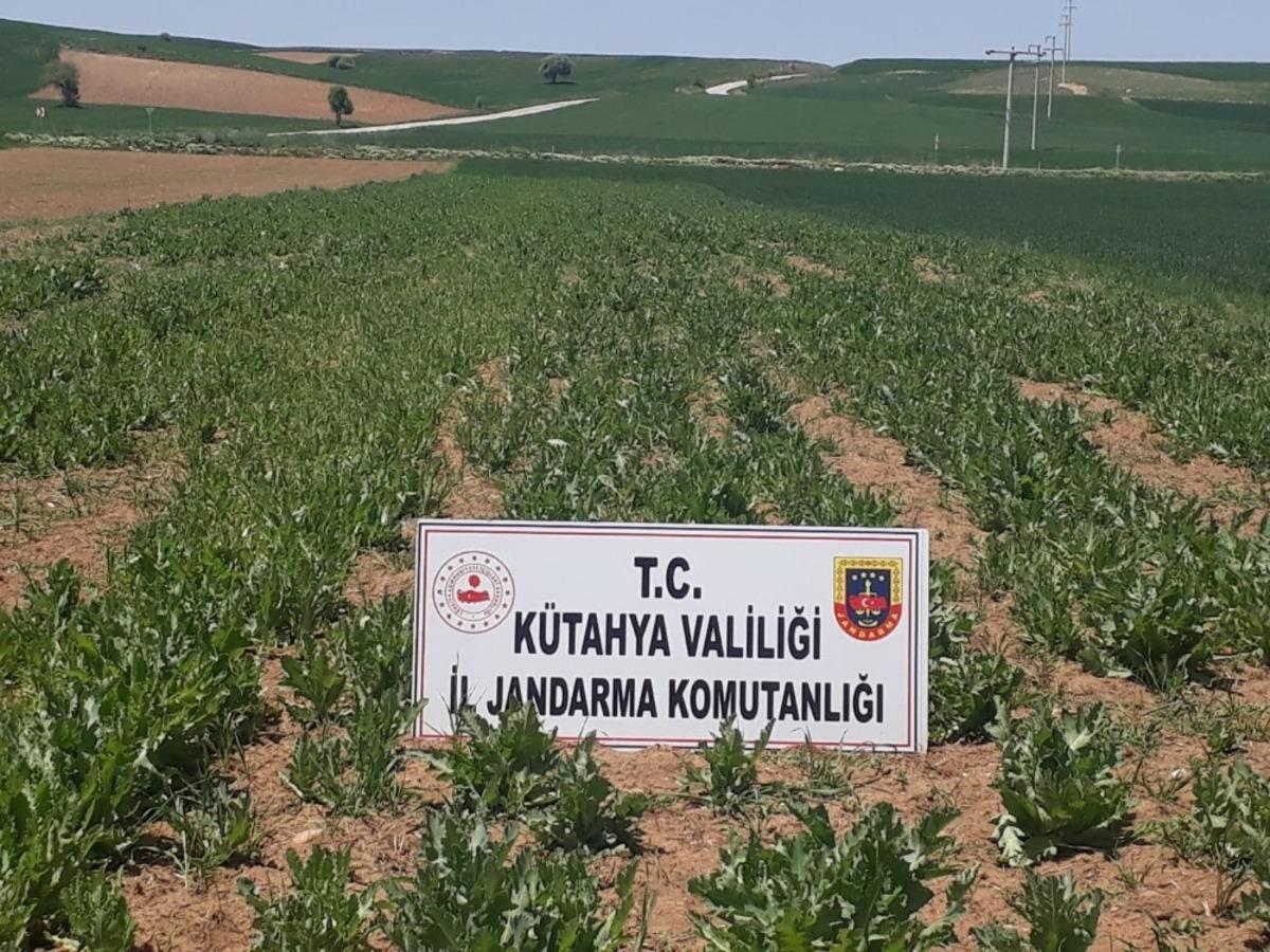 K&uuml;tahya&rsquo;da 69 bin k&ouml;k ka&ccedil;ak ekilmiş haşhaş bitkisi ele ge&ccedil;irildi