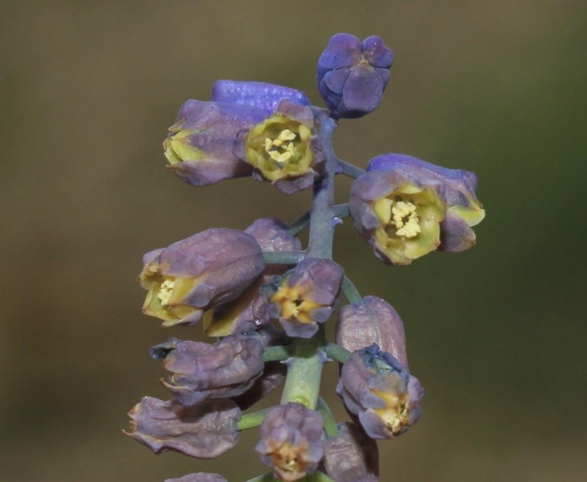 Bayburt&rsquo;ta yeni endemik bir bitki t&uuml;r&uuml; bulundu