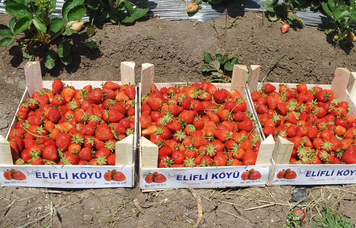 Samsun&rsquo;un Bafra il&ccedil;esinde &uuml;retilen organik 'Elifli &ccedil;ileği' yok satıyor