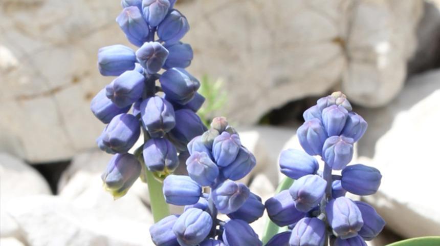 Bayburt'ta yeni bir sümbül türü bulundu