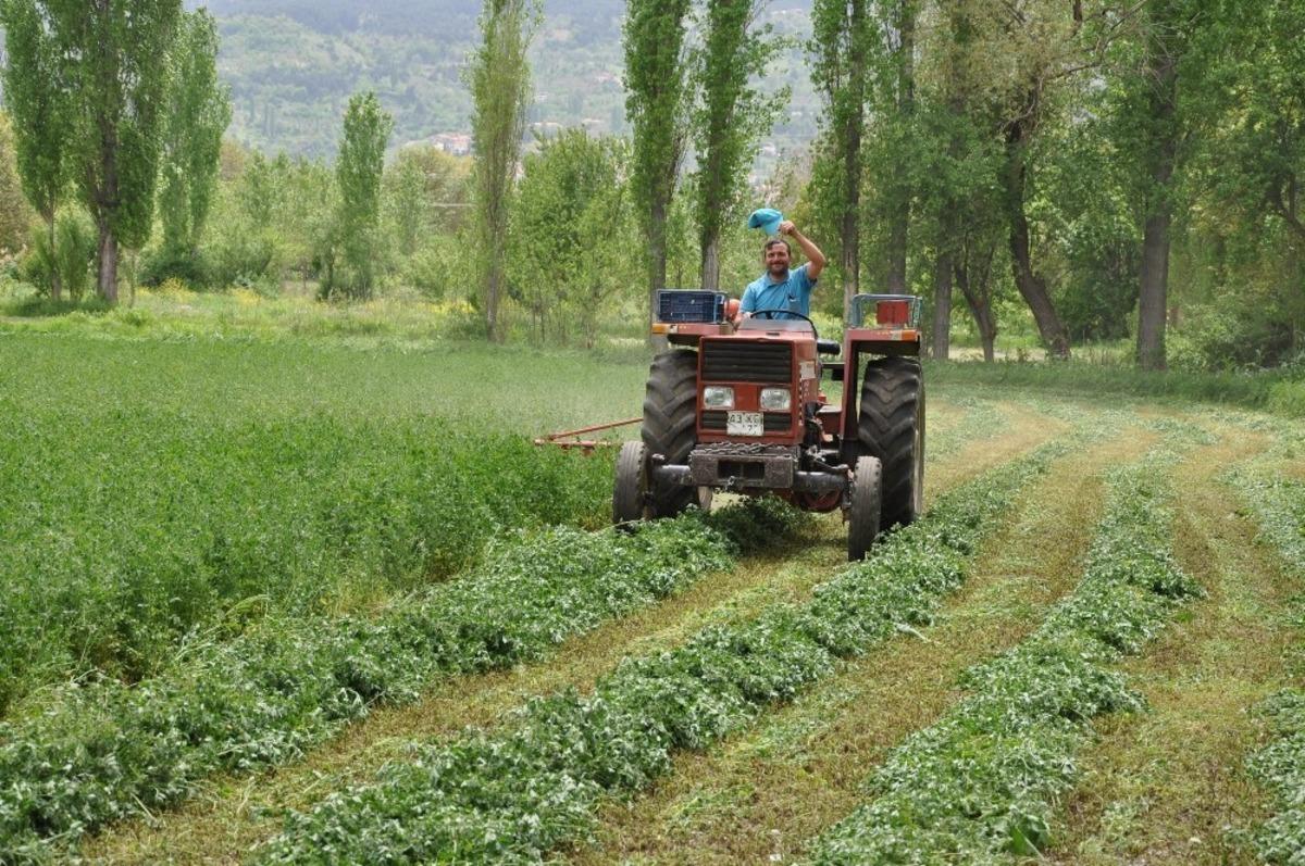 Yonca &uuml;reticileri hasattan umutlu