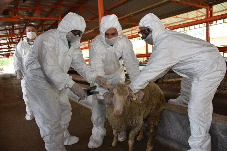 Manisa’da hayvan sağlığı ekibi iş başında G1