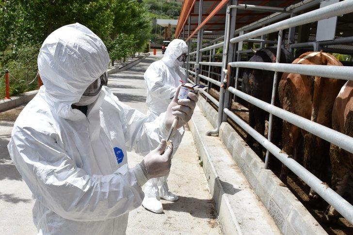 Manisa’da hayvan sağlığı ekibi iş başında G3