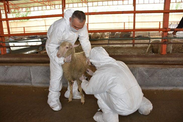 Manisa’da hayvan sağlığı ekibi iş başında G5