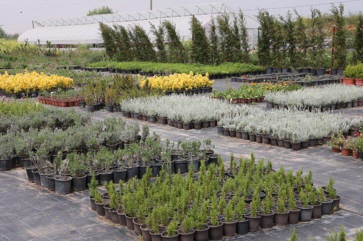 Aromatik ve Tıbbi Bitkiler Borsası Büyükçekmece’de kuruluyor G1