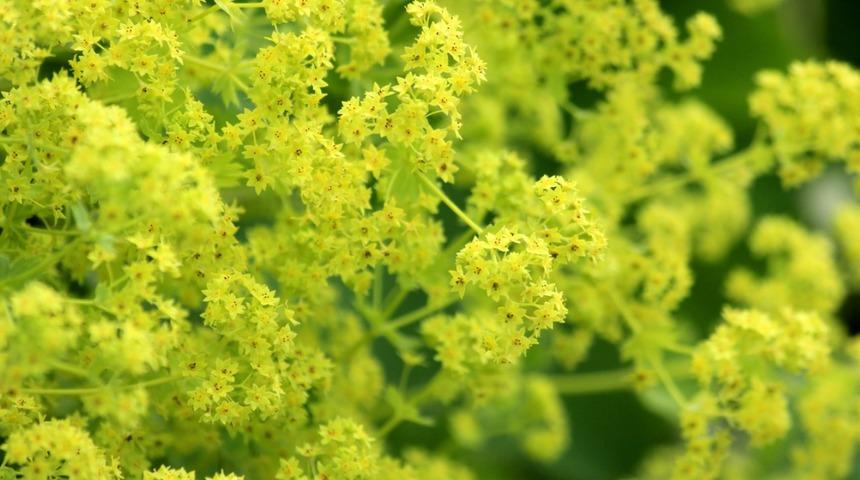 Tüyleri yok etmek için ürünlere para saçmayın! Evde hazırlayabilirsiniz... İşte tarifler!