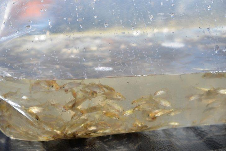 Kayseri’deki 4 göle 44 bin adet sazan yavrusu bırakıldı G1