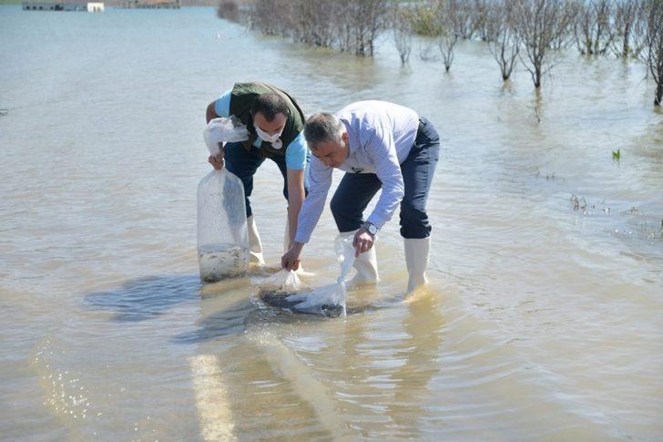 Kayseri’deki 4 göle 44 bin adet sazan yavrusu bırakıldı G2