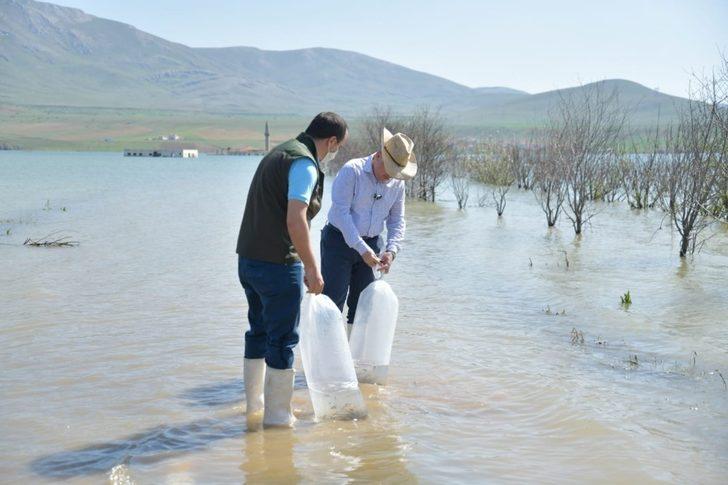 Kayseri’deki 4 göle 44 bin adet sazan yavrusu bırakıldı G3