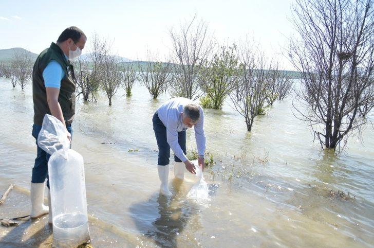 Kayseri’deki 4 göle 44 bin adet sazan yavrusu bırakıldı G4