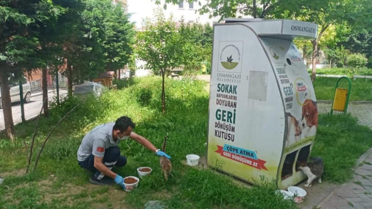 Osmangazi&rsquo;de sokak hayvanları sahipsiz kalmadı