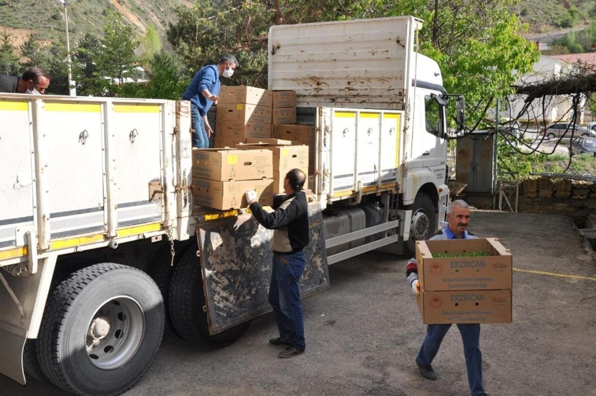 G&uuml;m&uuml;şhane&rsquo;de &ccedil;ift&ccedil;ilere 283 bin adet sebze fidesi dağıtıldı
