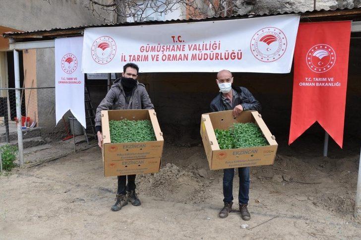 Gümüşhane’de çiftçilere 283 bin adet sebze fidesi dağıtıldı G2