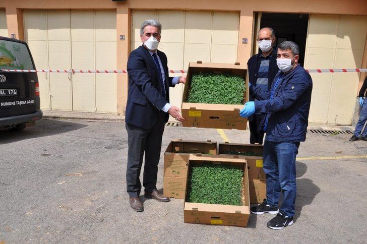 Gümüşhane’de çiftçilere 283 bin adet sebze fidesi dağıtıldı G3