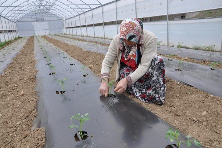 Gümüşhane’de çiftçilere 283 bin adet sebze fidesi dağıtıldı G4