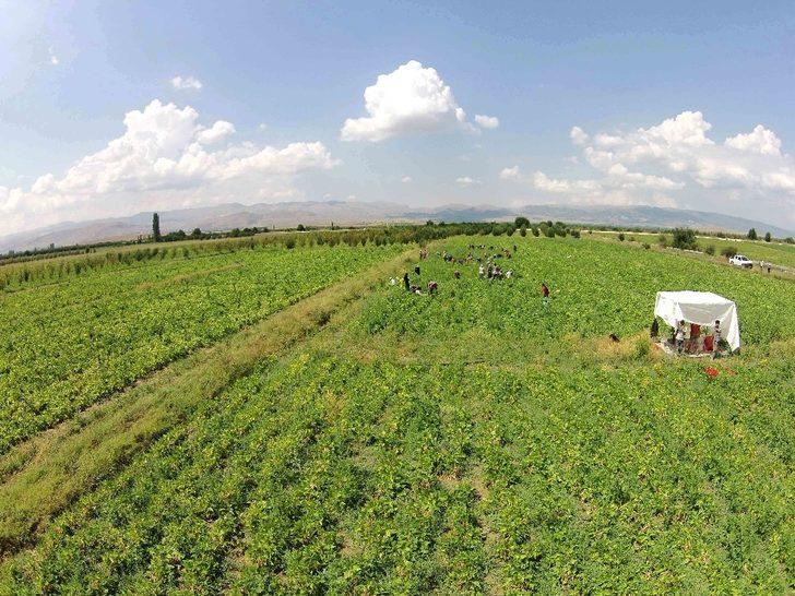 Isparta’da sulama sezonu başladı G1