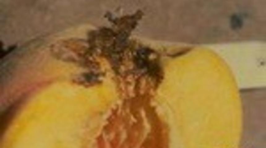 Kayısıda g&uuml;ve uyarısı