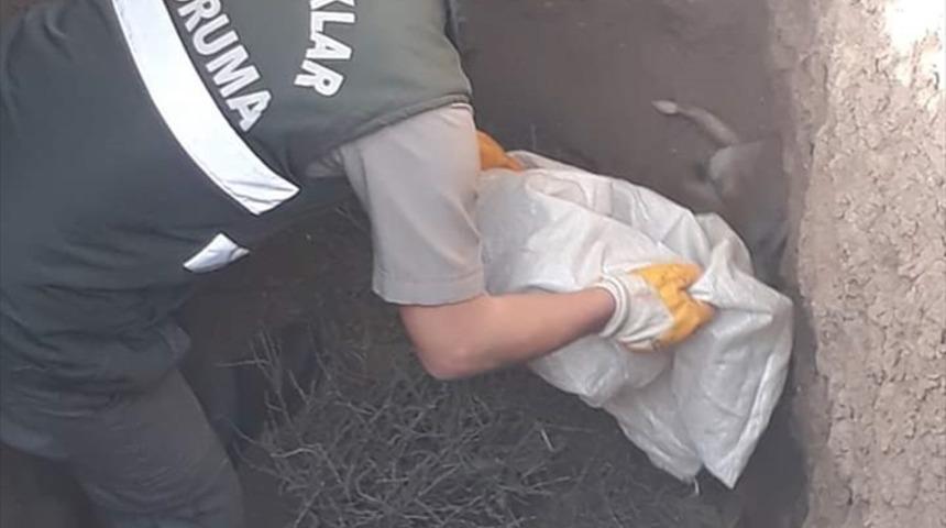 Definecilerin kazdığı &ccedil;ukura d&uuml;şen tilki yavruları kurtarıldı