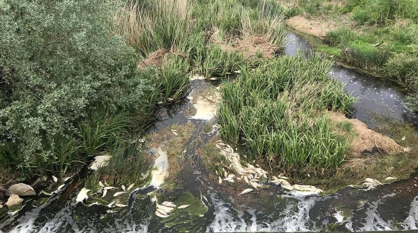 Tekirdağ'da tedirgin eden görüntü! 'Bu çevre katliamına kimse susmasın'