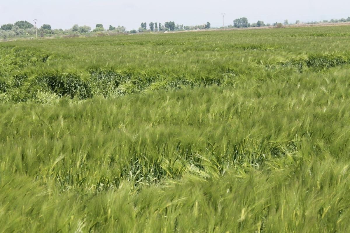 Aşırı sıcaklar hububat &uuml;retimini olumsuz etkileyecek