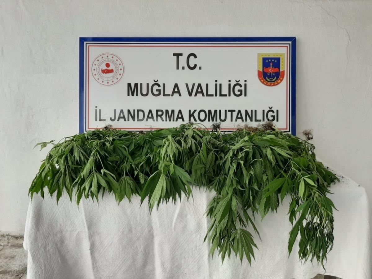 K&ouml;yceğiz&rsquo;de kenevir bah&ccedil;esine operasyon