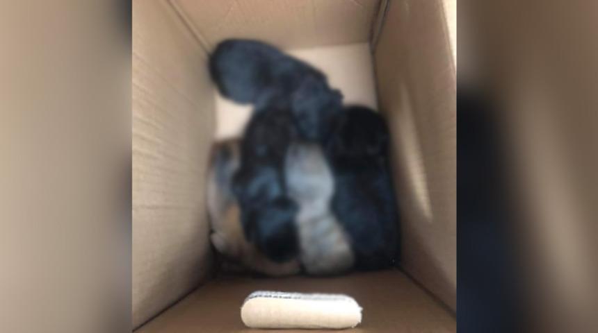 Zonguldak'ta ağzı bağlı poşette ölüme terk edilmiş köpek yavruları bulundu