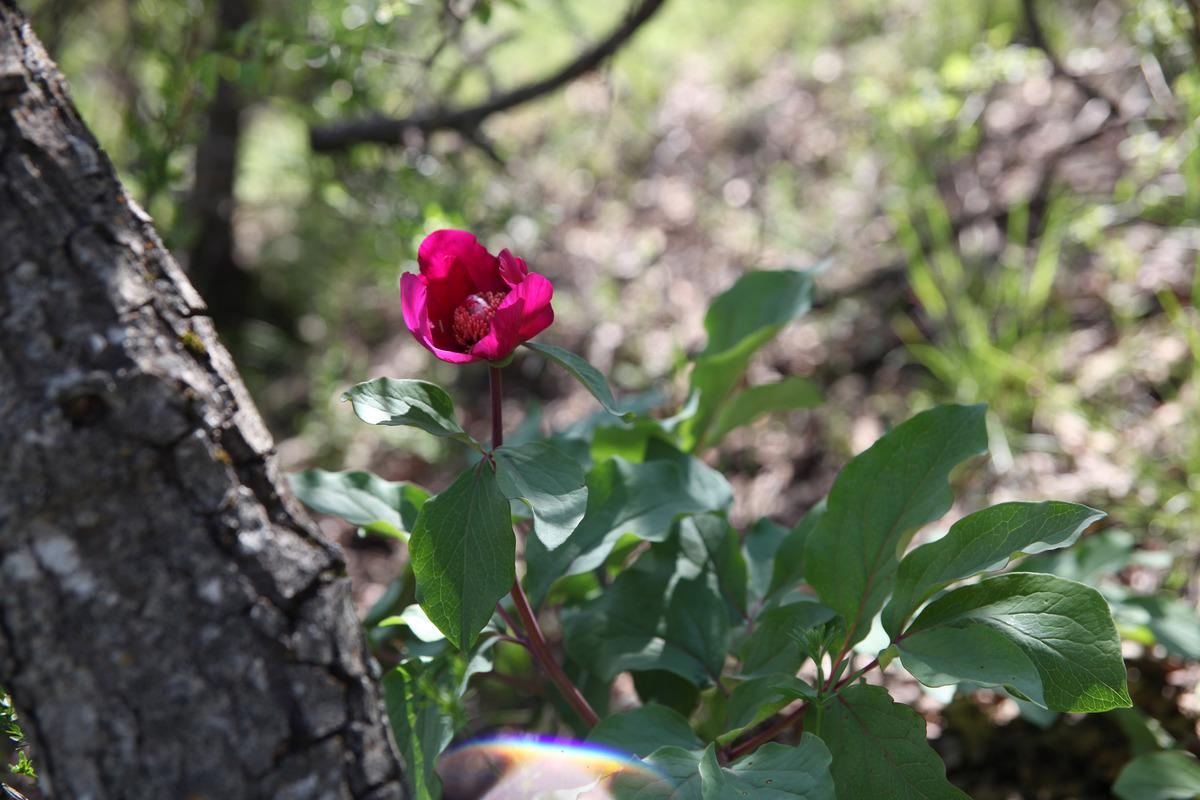 'Şakayık' &ccedil;i&ccedil;eğini koparmanın cezası 60 bin TL