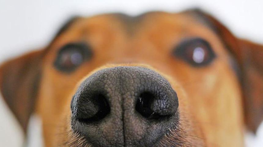 İngiltere'de köpekler koronavirüs tespiti için kullanılacak