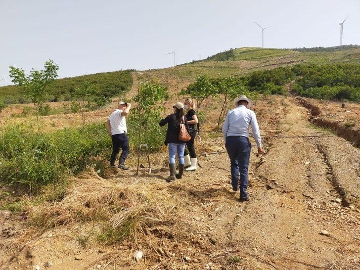 Çekirgeler şimdi de dağ köylerinde G2