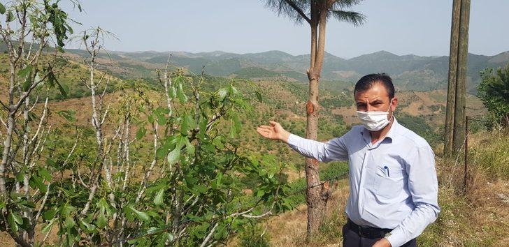 Çekirgeler şimdi de dağ köylerinde G4