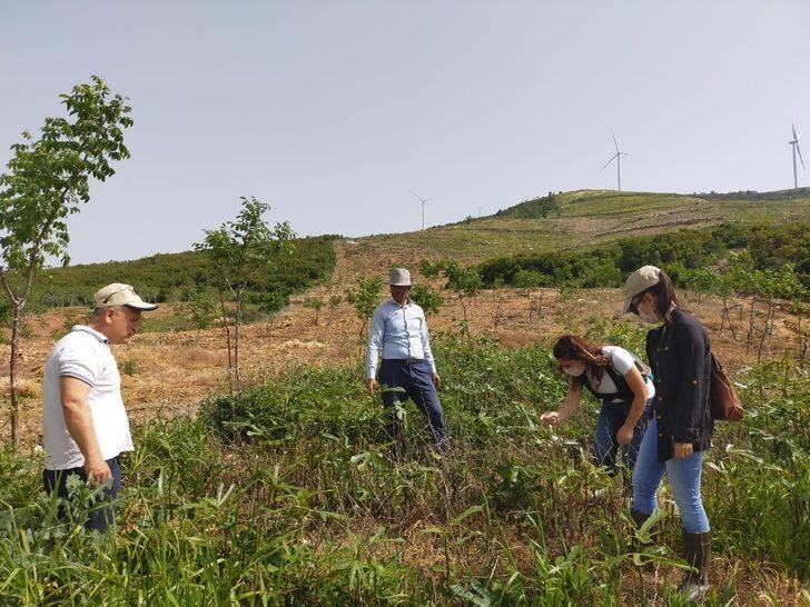 Çekirgeler şimdi de dağ köylerinde G5